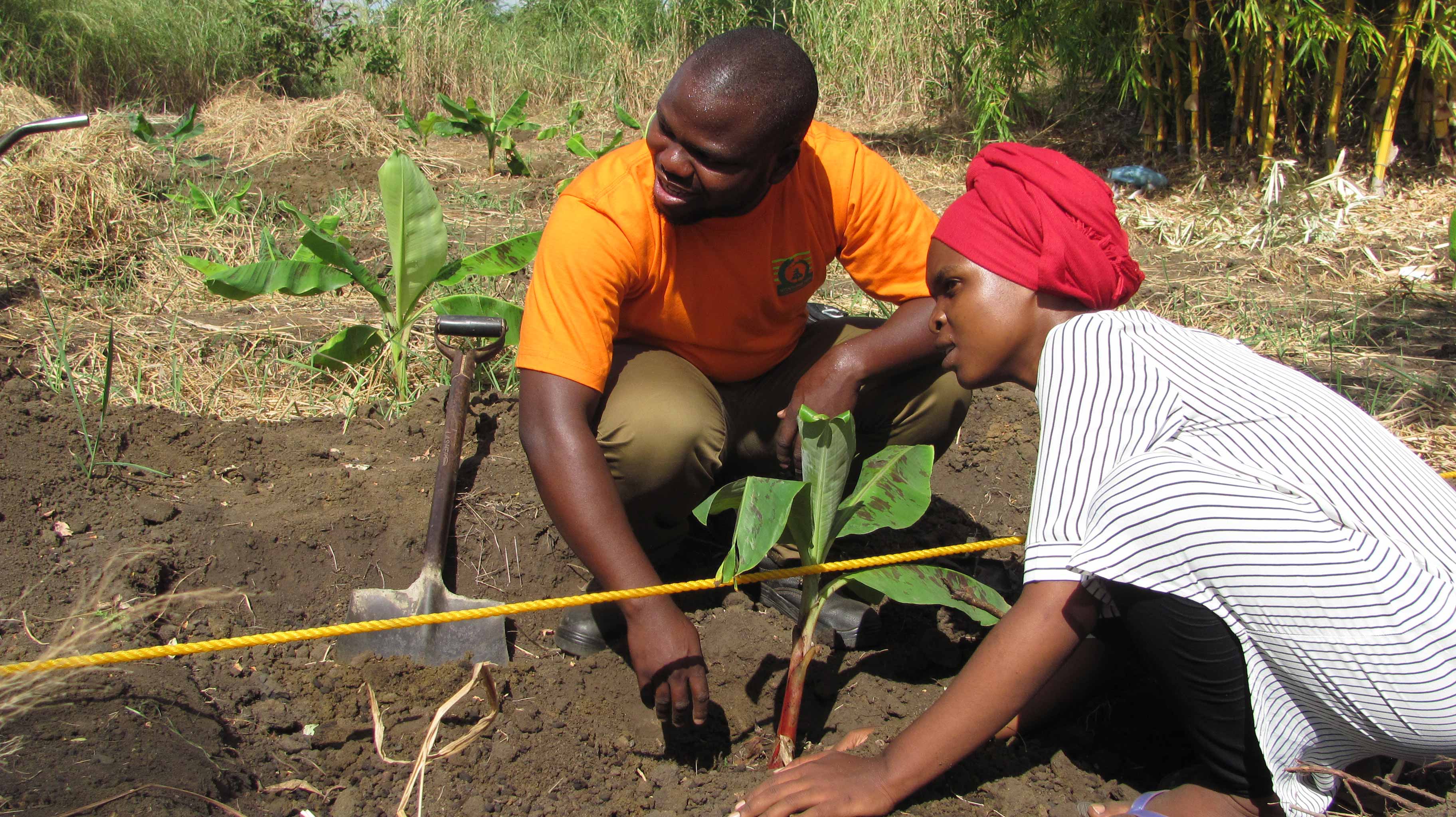 students learning how to plant banana at cih farms